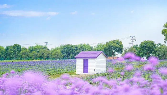 紫色薰衣草花语 紫色薰衣草花语和寓意