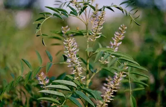 甘草栽培措施