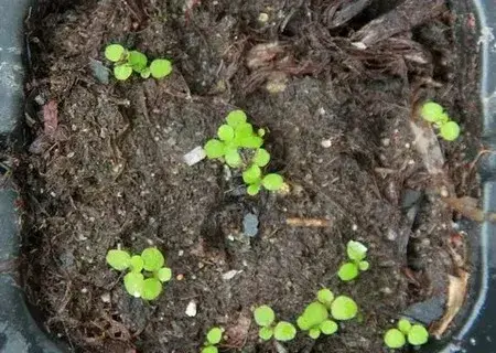 盆栽种子 | 六倍利（翠蝶花）什么时候播种