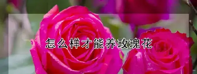 怎么样才能养玫瑰花