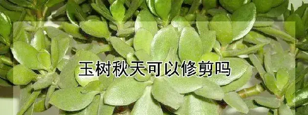 玉树秋天可以修剪吗