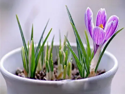 花卉果蔬盆景 | 盆栽藏红花种植技术