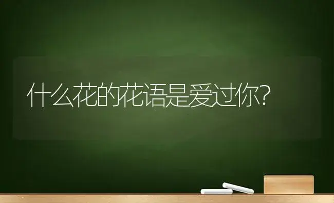 什么花的花语是爱过你？ | 绿植常识