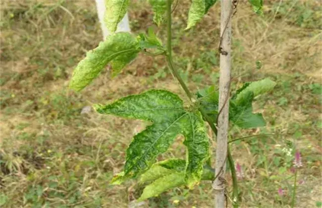 百香果的常见病害及防治和治疗办法