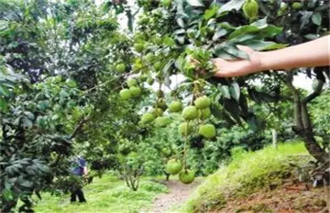 荔枝落花落果的 因素