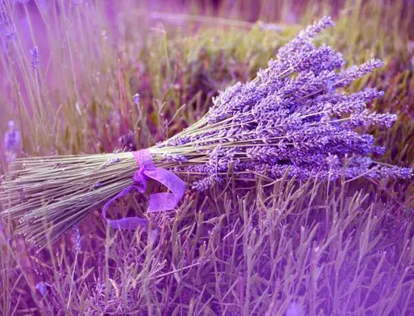 薰衣草的花语是什么，等待爱情的奇迹