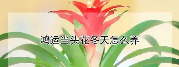 鸿运当头花冬天怎么养