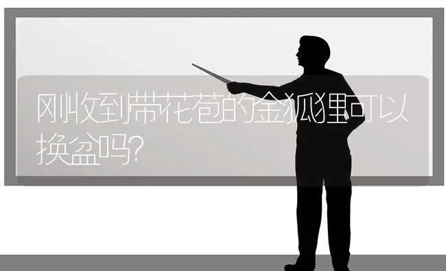 刚收到带花苞的金狐狸可以换盆吗？ | 多肉养殖