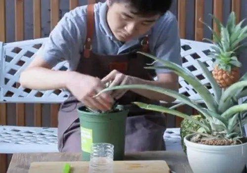 花卉果蔬盆景 | 菠萝盆栽种植方法详细图解