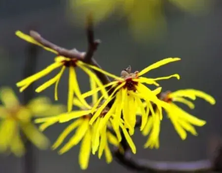 花卉果蔬盆景 | 金缕梅种植技术