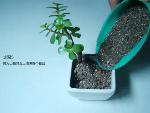 花卉果蔬盆景 | 金枝玉叶种植方法