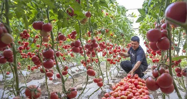 瓜果作物增产膨大、增甜配方，安全无害，产量质量双丰收