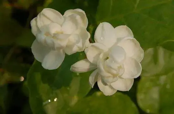 茉莉花花语不同颜色不同花语有哪些？