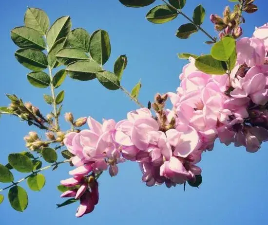 紫藤花花语是什么，紫藤花的花语和寓意(深深的思念/缠绵的爱/寓意爱情)