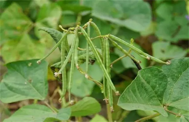 绿豆高产栽培办法