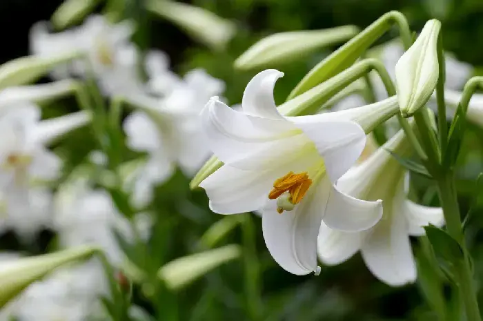 揪掉百合花蕊的原因是什么？