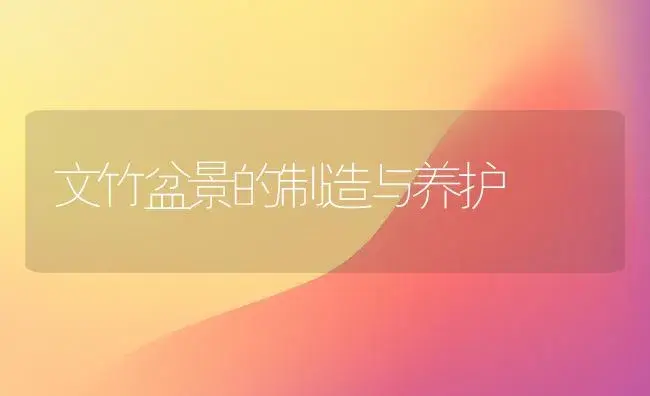 文竹盆景的制造与养护 | 家庭养花