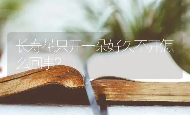 长寿花只开一朵好久不开怎么回事？ | 多肉养殖