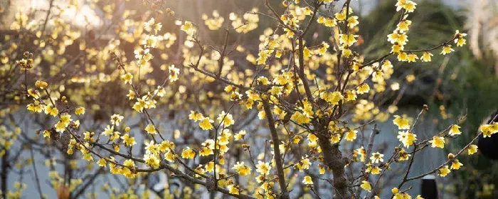 腊梅的花语和寓意