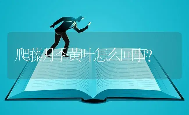 爬藤月季黄叶怎么回事？ | 绿植常识