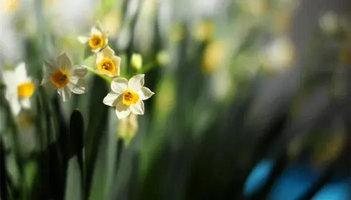 水仙花花语和象征 水仙花花语和象征的意义