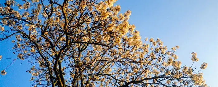 泡桐花的花语 泡桐花的花语是什么