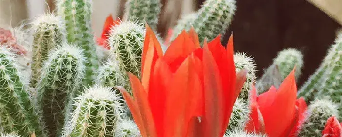 仙人球的花语和寓意
