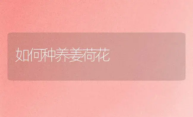 如何种养姜荷花 | 家庭养花
