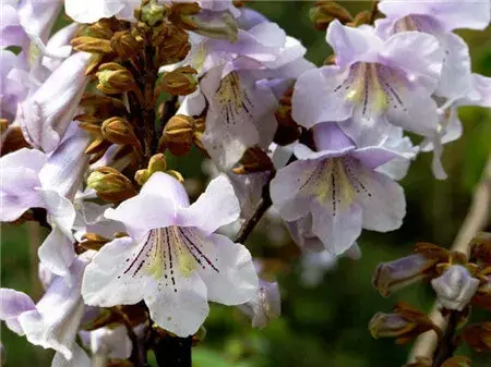 泡桐的花语和文化传说