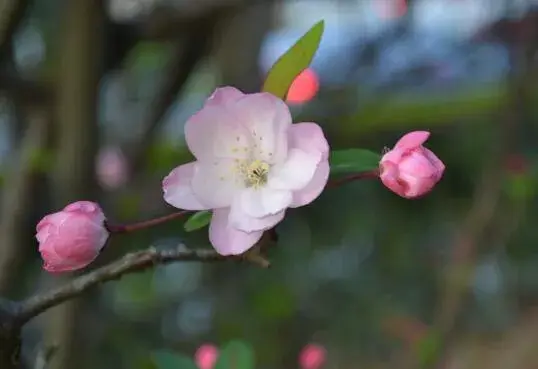 垂丝海棠花语是什么，垂丝海棠的传说故事/游子思乡