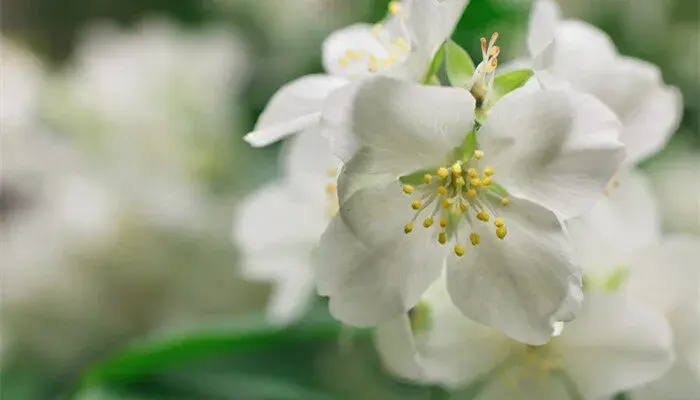 茉莉花花语象征与寓意