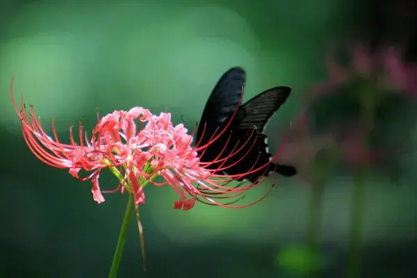 彼岸花花语是什么，象征着绝望爱情