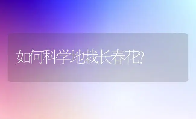 如何科学地栽长春花? | 家庭养花