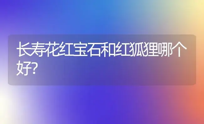 长寿花红宝石和红狐狸哪个好？ | 多肉养殖