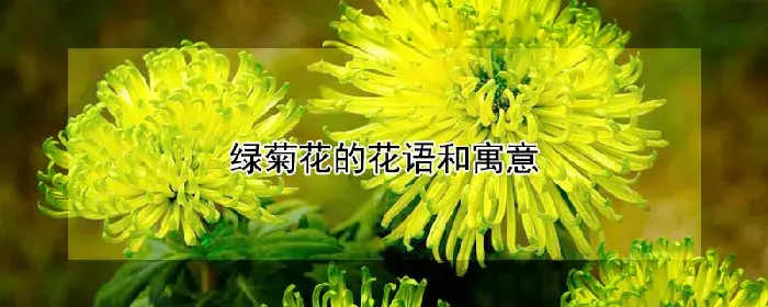 绿菊花的花语和寓意