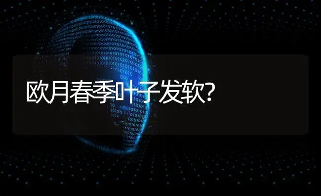 欧月春季叶子发软？ | 绿植常识