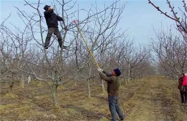 苹果树成长失衡怎样修剪