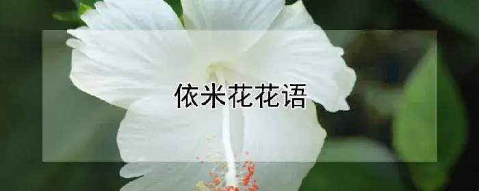 依米花花语