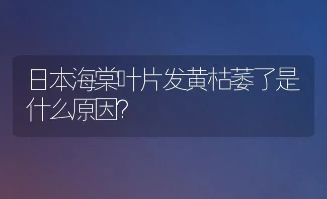 日本海棠叶片发黄枯萎了是什么原因？ | 绿植常识