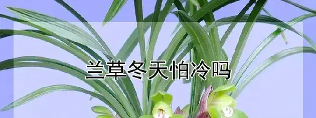 兰草冬天怕冷吗