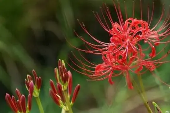 玫瑰石蒜花的花语 玫瑰石蒜花的养护方法