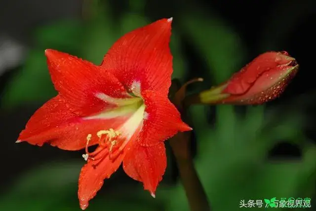 花语花香——坚持信念与笃定的百枝莲有哪些？