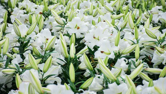 百合花花语和寓意是什么 百合花花语和寓意