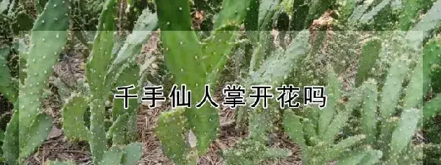 千手仙人掌开花吗