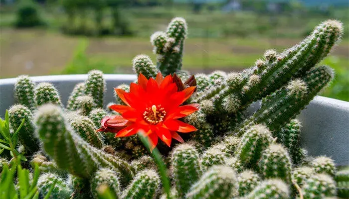 仙人球花花语