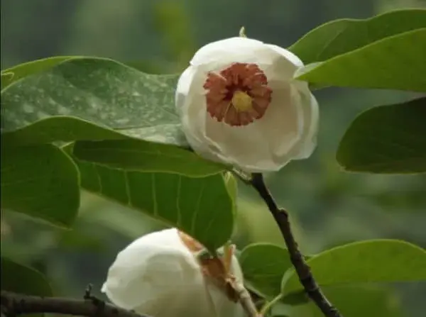 天女花的花语是什么？原来天女花还有这种寓意！