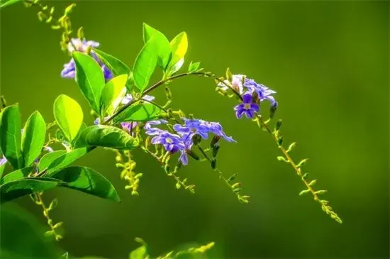 世界上花语最邪恶的花，盘点花语最恐怖的十大花卉