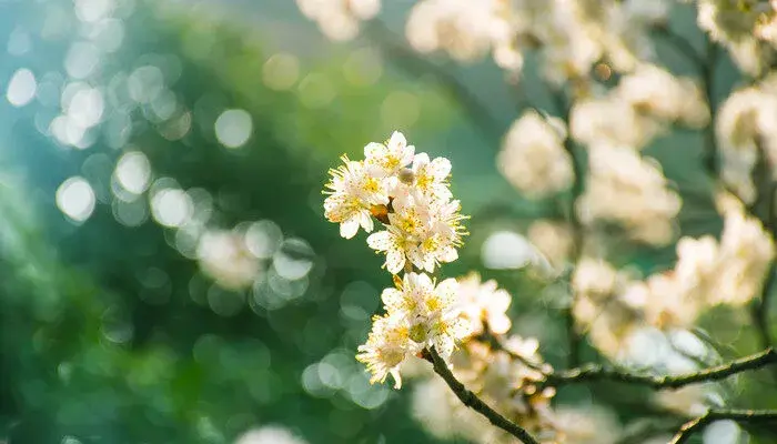 木香花的花语