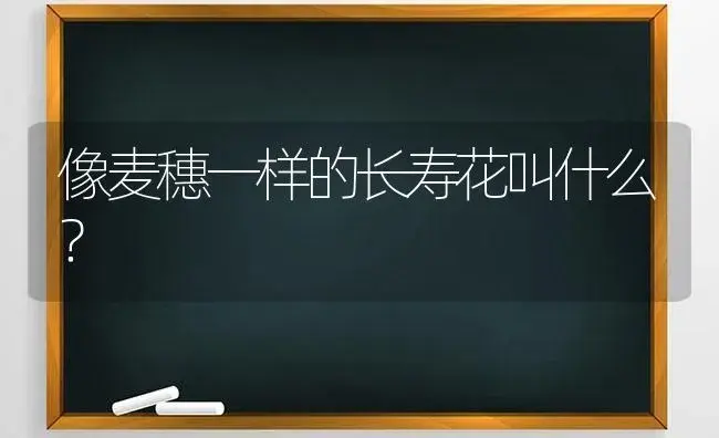 像麦穗一样的长寿花叫什么？ | 多肉养殖