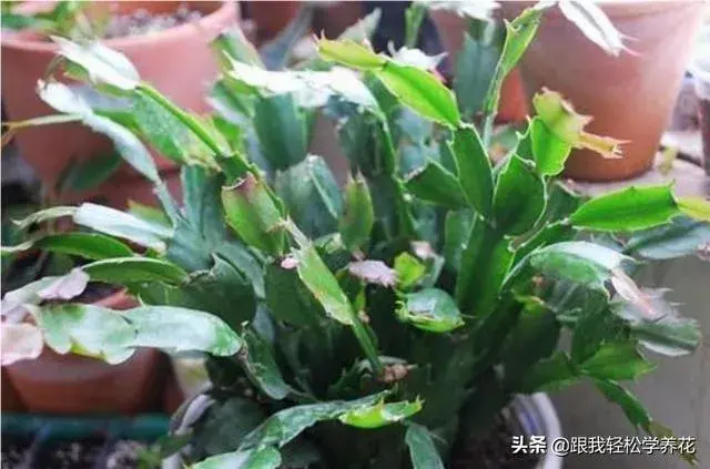 蟹爪兰是喜阴植物,还是喜阳植物？